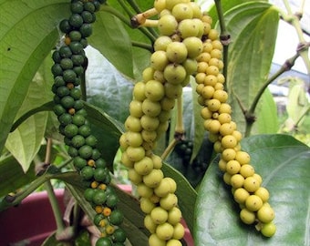 Black Pepper - Piper Nigrum - Great Sized Live Plant!  Grow Your Own Spice!