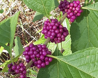 Florida Beautyberry  Callicarpa Americana