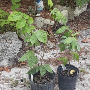 May include: Two potted plants with green leaves in black pots. The plants are in a garden setting with rocks and sand.