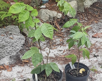 Ice Cream Bean - 16"+ - Inga edulis - Grows delicious fruit!