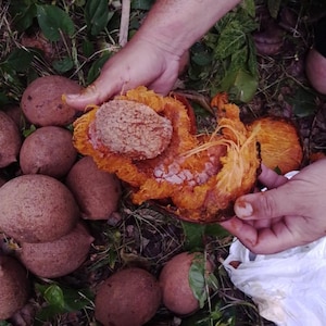 May include: A collection of brown, round fruits, some whole and others cut open to reveal a large seed and orange flesh. The fruits are surrounded by green leaves and held by hands.