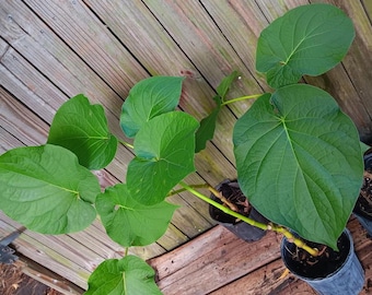 Piper Auritum - Hoja Santa - Rootbeer Plant - Mexican Pepperleaf - Acuyo