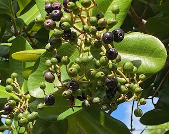 Allspice (Pimenta dioica) - Live Plant!