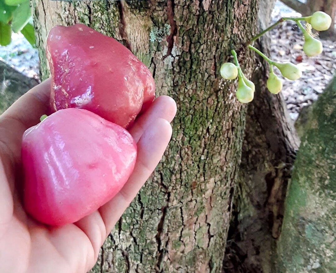 Pink Wax Jambu Seedling Syzygium Racemosa sinark Wax Apple Etsy