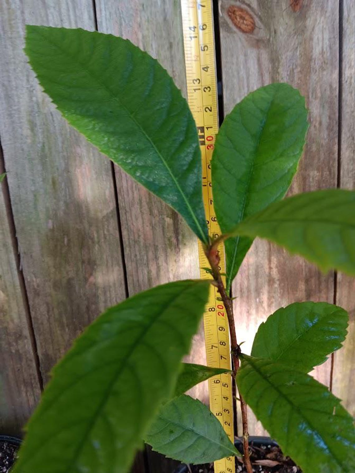 Champagne Loquat Seedling - Eriobotrya Japonica - Japanese Plum - 12 ...
