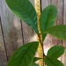 Champagne Loquat Seedling - Eriobotrya Japonica - Japanese Plum - 12 ...