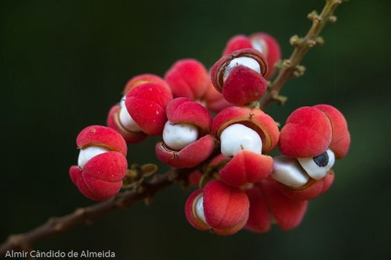 Guarana - Paullinia Cupana - Rare Live Plant! - Chengrapi - Macota - Etsy