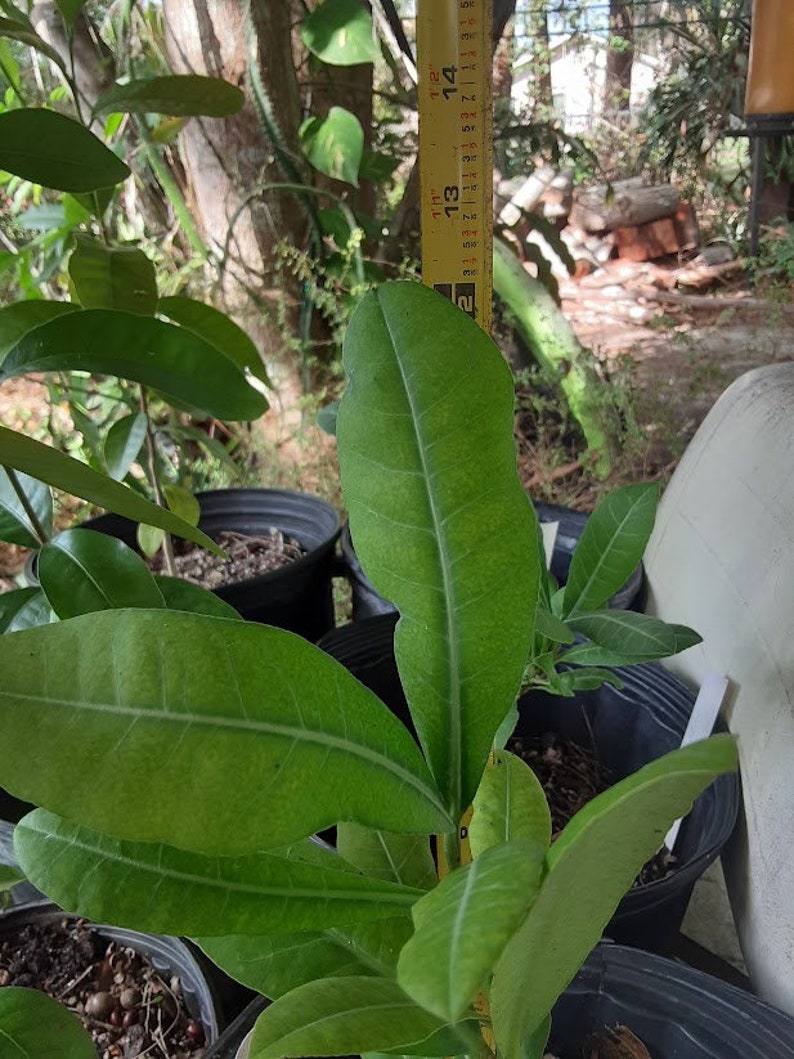 Imbe African Mangosteen Garcinia Livingstonei Live Plant image 7