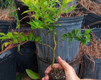 Jaboticaba (Sabra) Thicc Bonsai Starter