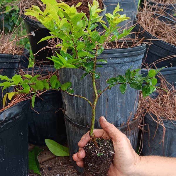 Jaboticaba (Sabra) Thicc Bonsai Starter