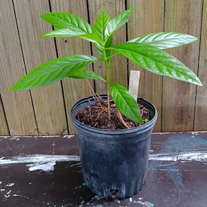 Noni Fruit Plant - Morinda citrifolia - Indian Mulberry - Superfood!