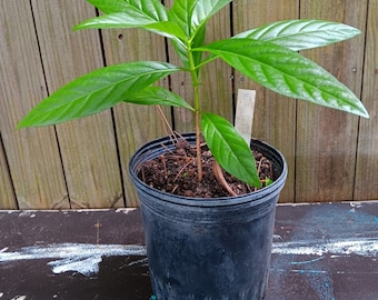 Noni Fruit Plant - Morinda citrifolia - Indian Mulberry - Superfood!