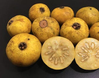 Guabiraba, Paililo  (Campomanesia Lineatifolia) Rare Live Plant!