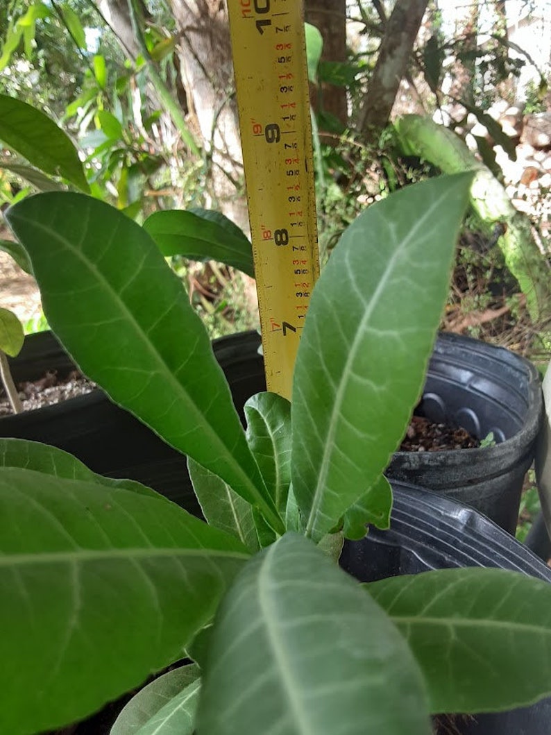 Imbe African Mangosteen Garcinia Livingstonei Live Plant image 8