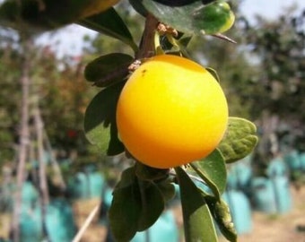 Kei Apple - Umkokola - African Apricot (Dovyalis Caffra)