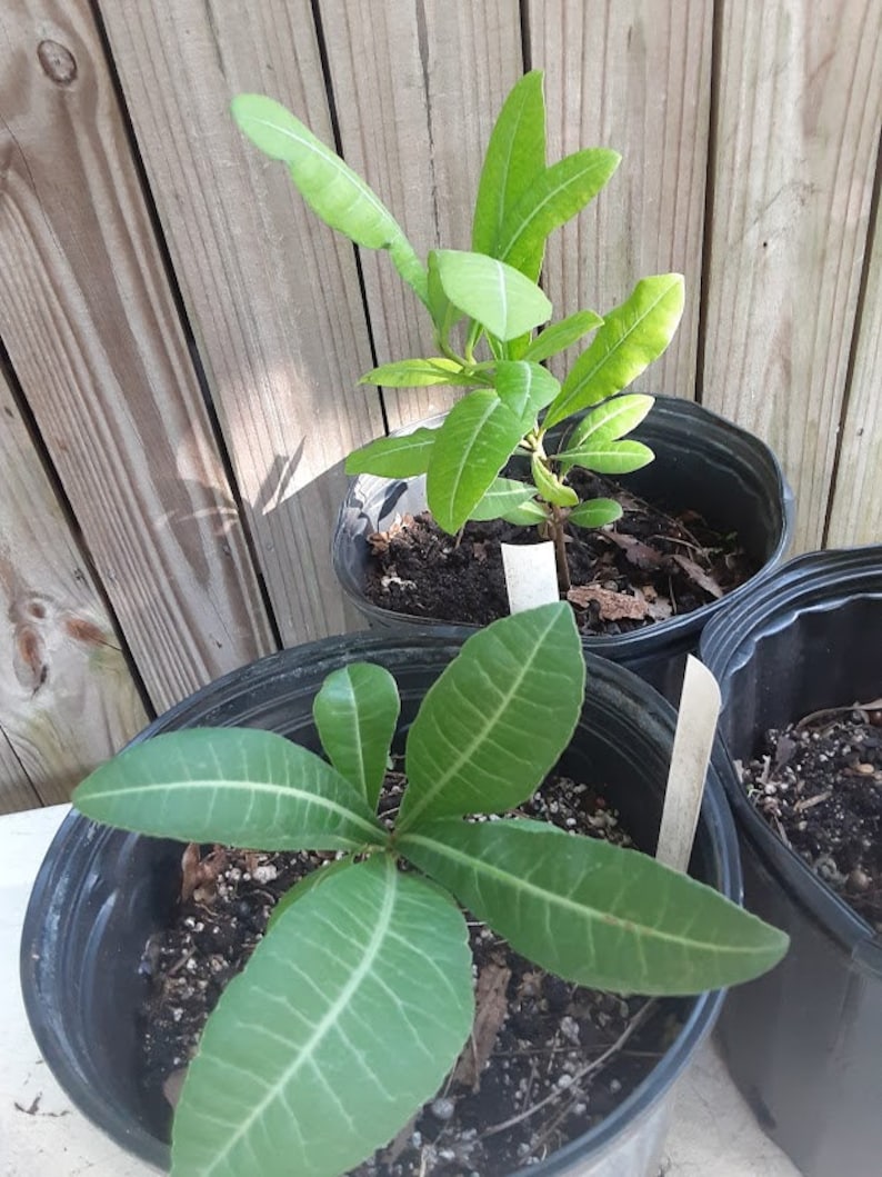 Imbe African Mangosteen Garcinia Livingstonei Live Plant image 2