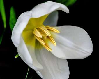 Tulip Series, White Tulip Print, Spring Green, Serene, Close Up, Free Domestic Shipping