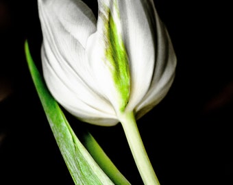 Spring's Gift II, Viridiflora Tulip, Ivory White, Apple Green, Hand Printed, Tulip Series, Free Domestic Shipping