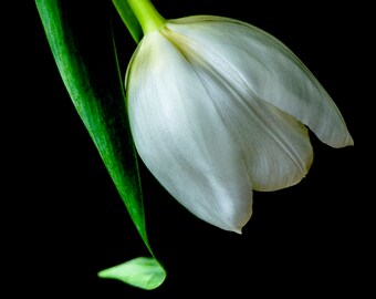 Garden Delight, Viridiflora Tulip, Apple Green to White, Perfectly Serene, Hand Printed, Free Domestic Shipping