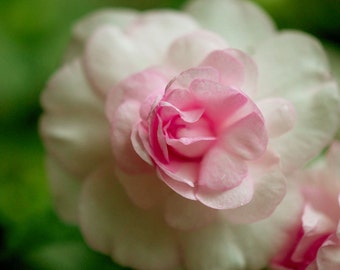 Impatiens Pink, Print. Spring Bloom, Silhouette Apple Blossom, Genus Impatiens, Free US Shipping.