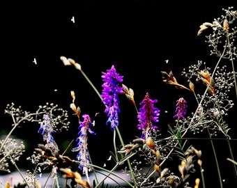 Pond Magic Print, 2016. Color Print, Wild Flowers, Avian Visitors, Free US Shipping.