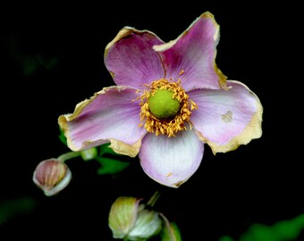 Anemone japonica, Garden Print, Deep Black, Victorian Pinks, Horticultural Study, Free US Shipping