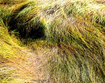 Possibility of Rest I, Color Print, Cape Cod Marsh Grass, Habitat, Green to Gold, Free Domestic Shipping