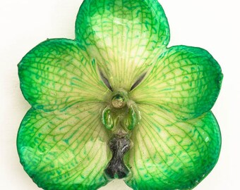 Green Yellow Vanda Orchid Hairclip