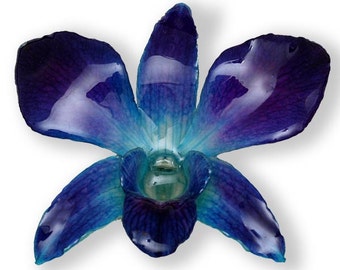 ORCHID PIN