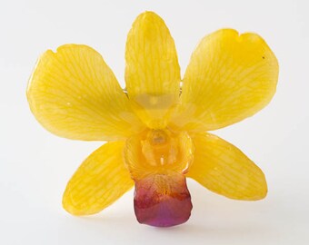 Yellow Purple Dendrobium Orchid Pin