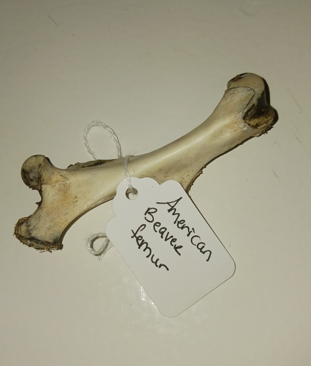 American Beaver Femur, Witchcraft Ingredients, Spell Supplies, Bone