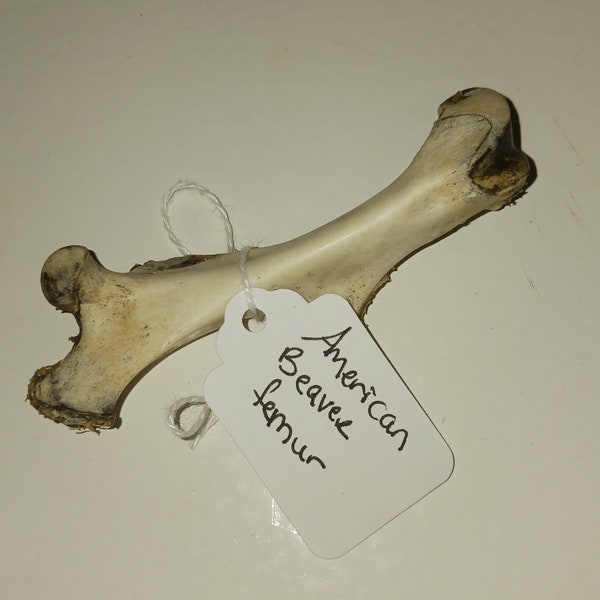 American Beaver Femur, Witchcraft Ingredients, Spell Supplies, Bone Magick, Bone Tossing, By RavenbachManor