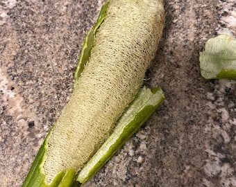 Luffa | Luffa