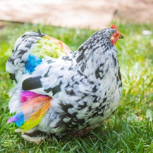 Rainbow Hen Party Skirts! Tutus for Chickens