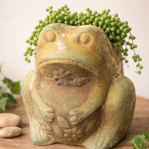 May include: A weathered, frog-shaped planter in shades of green and tan, holding a cascade of small, green, spherical plants. The frog has detailed features and is placed on a wooden surface, suggesting a garden or outdoor setting.