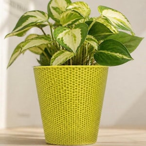May include: A vibrant green pothos plant with variegated leaves in a textured, chartreuse-colored ceramic pot. The plant has heart-shaped leaves with white and green patterns. The pot is sitting on a wooden surface.