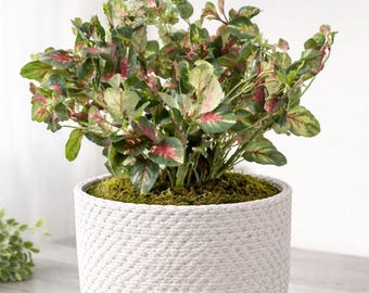 Nepbonte klimopplant in pot – Realistisch kunstgroendecor
