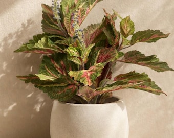 Kunst coleusstruik - bont groen en paars gebladerte nepgroen