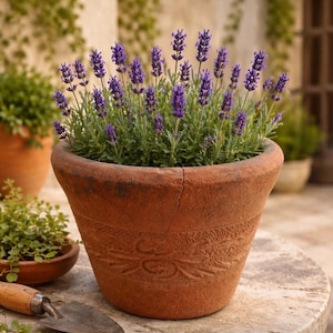 Op de afbeelding: Een terracotta bloempot gevuld met levendige paarse lavendelbloemen. De pot heeft een decoratief reliëfontwerp en een gebarsten rand. Andere potplanten en een troffel zijn zichtbaar op de achtergrond, wat een tuinsetting suggereert. De pot is ongeveer 25 cm in diameter.