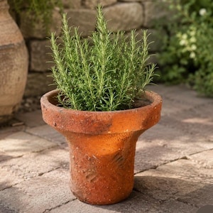 Könnte beinhalten: Ein terrakottafarbener Blumentopf mit ausgestelltem Rand, gefüllt mit lebendigem, grünem Rosmarin. Der Topf hat eine strukturierte, gealterte Optik und steht auf einer Steinpflasterung. Die Rosmarinpflanze ist üppig und gesund, mit zahlreichen grünen Stielen.