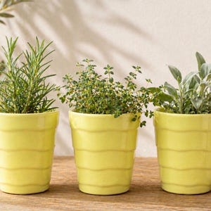 Juego de 3 mini macetas de cerámica, color amarillo verdoso, trío de macetas modernas para hierbas aromáticas.