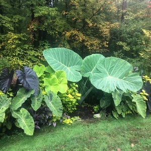 Colocasia Thailand Giant starter plant **(ALL plants require you to purchase ANY 2 plants!)**