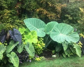 Colocasia Thailand Giant starter plant **(ALL plants require you to purchase ANY 2 plants!)**