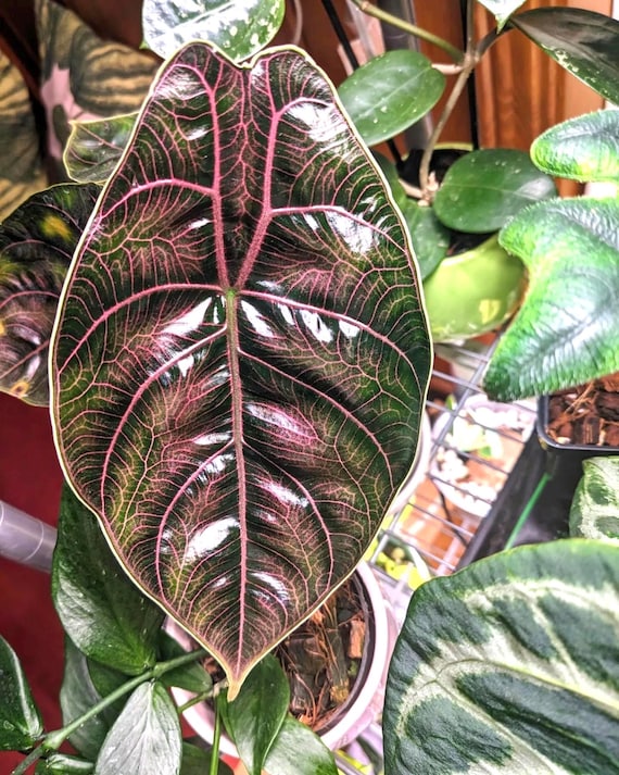 Alocasia Azlanii Red Mambo Starter Plant **(ALL Plants Require You