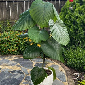 Ficus Umbrella tree starter plant **(ALL plants require you to purchase ANY 2 plants!)**