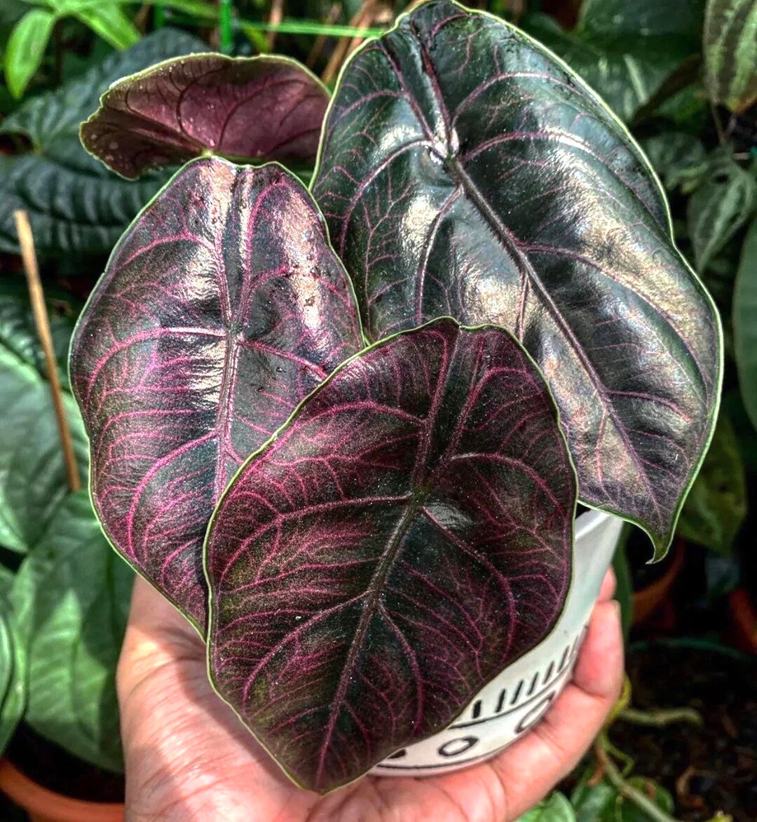 Alocasia Azlanii Red Mambo Starter Plant **(ALL Plants Require You