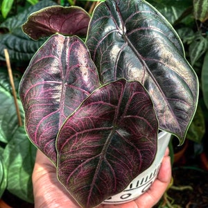 Alocasia Azlanii Red mambo starter plant **(ALL plants require you to purchase ANY 2 plants!)**