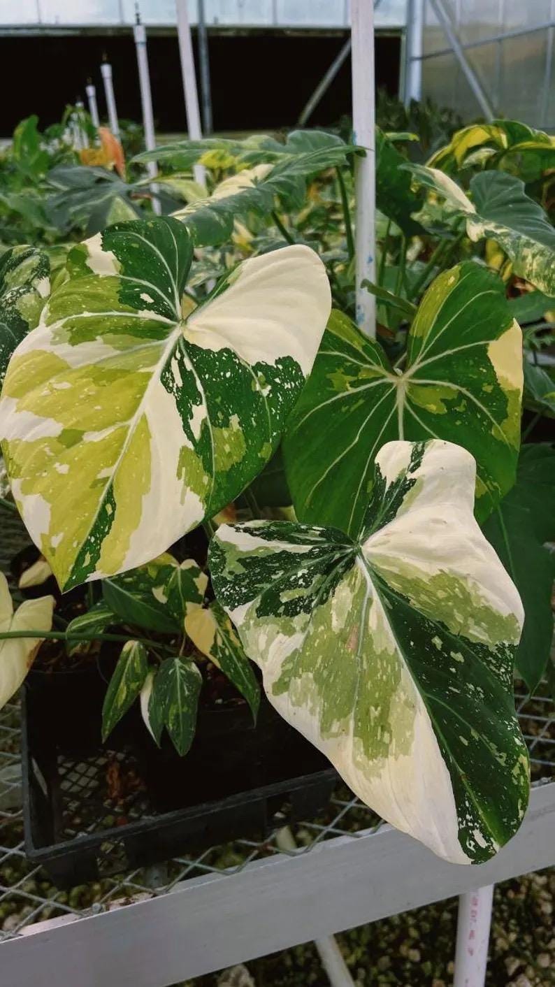 Philodendron gloriosum Tricolor Marble