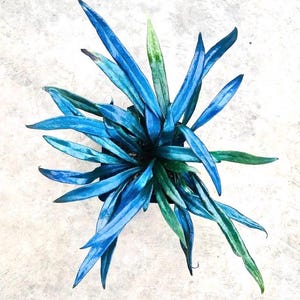 Blue Oil fern rare starter plant **(ALL plants require you to purchase ANY 2 plants!)**