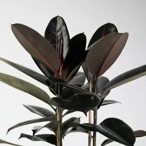 Ficus Black Prince rubber tree starter plant **(ALL plants require you to purchase ANY 2 plants!)**